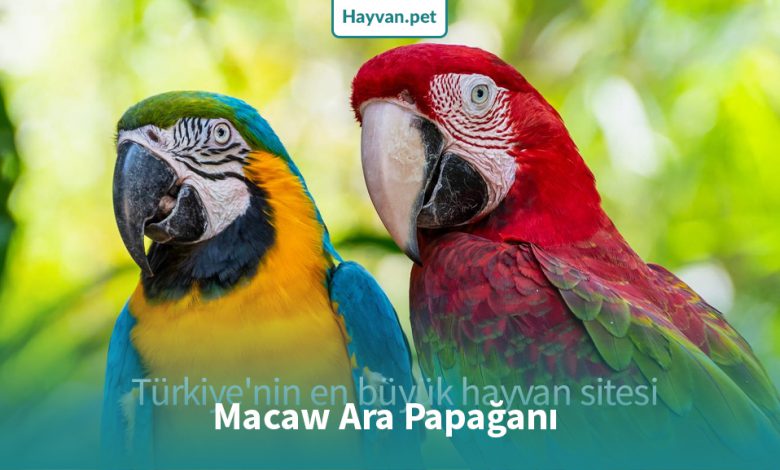 Ara Macaw papağanı - amerikan papağanı