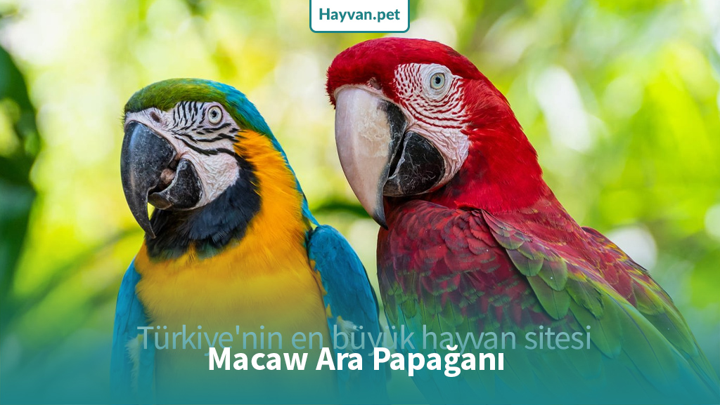 Ara Macaw papağanı - amerikan papağanı