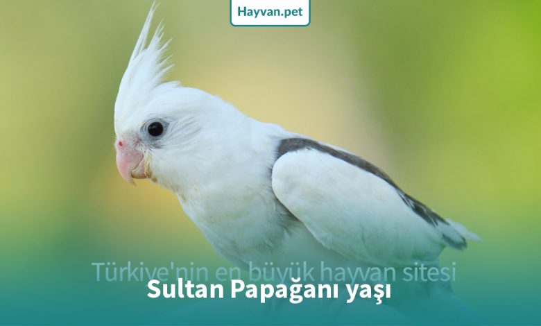 sultan papağanı yaşi va ömrü