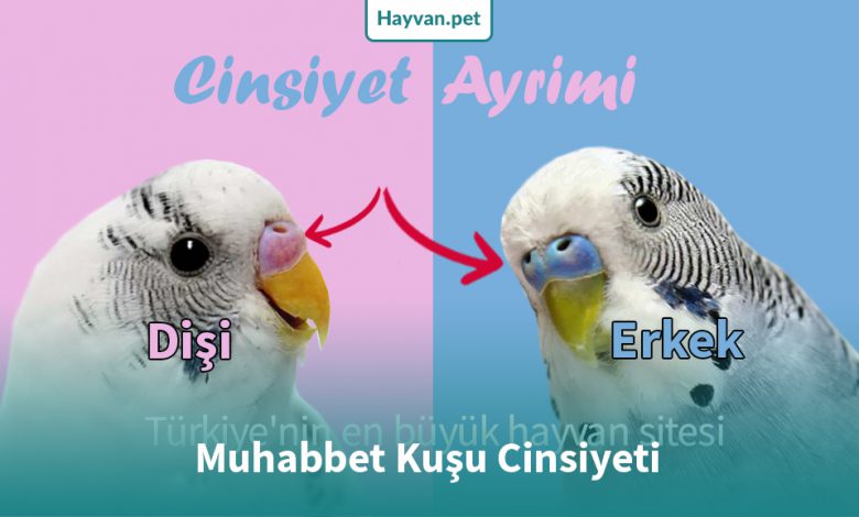 Muhabbet kuşlarının cinsiyetini belirlemenin farklı yöntemleri