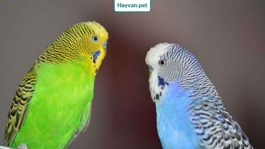 sarı ve mavi muhabbet kuşunun yavrusu ne renk olur