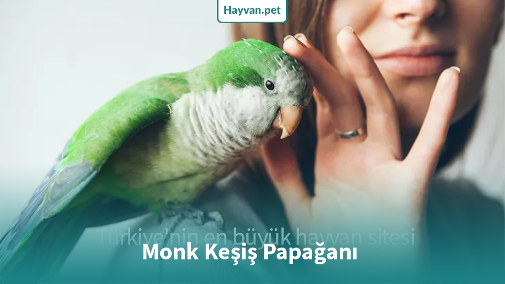Monk Keşiş Papağanı Quaker