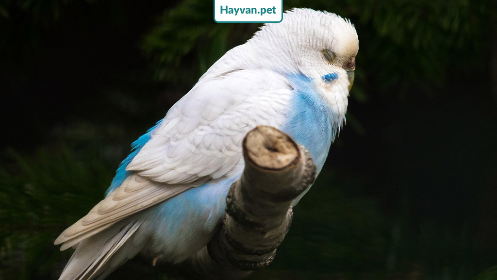 mavi spangle muhabbet kuşu özellikleri, özellikleri, fiyatları