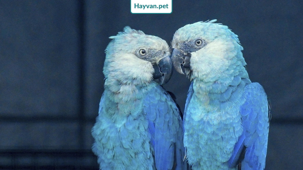 Macaw Ara Papağanı konuşması