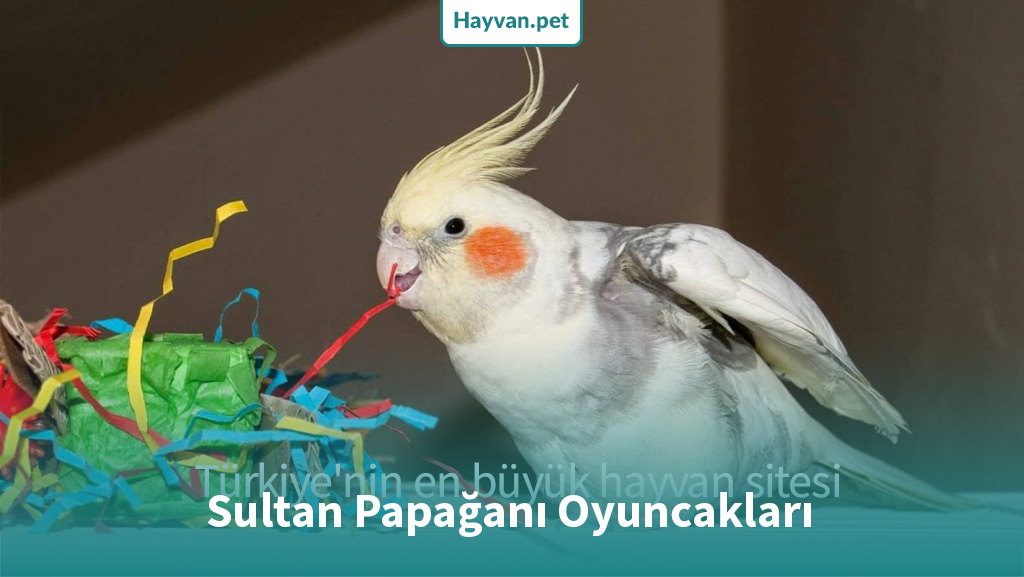 sultan papağanı oyuncak