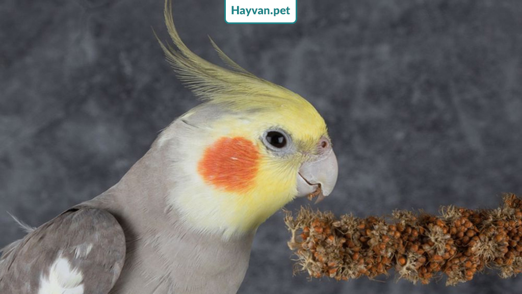 sultan Papağanlar İçin Proteinler, Tohumlar, Peletler