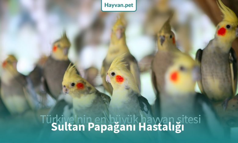 Sultan Papağanı hastalığı türleri