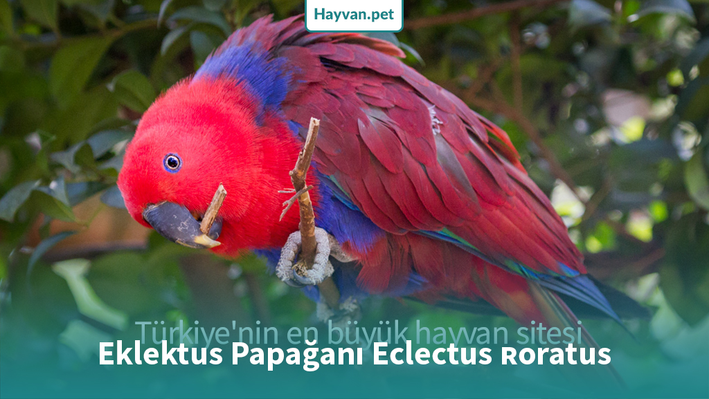 Eklektus Papağanı (Eclectus roratus) Hakkında Bilgi!