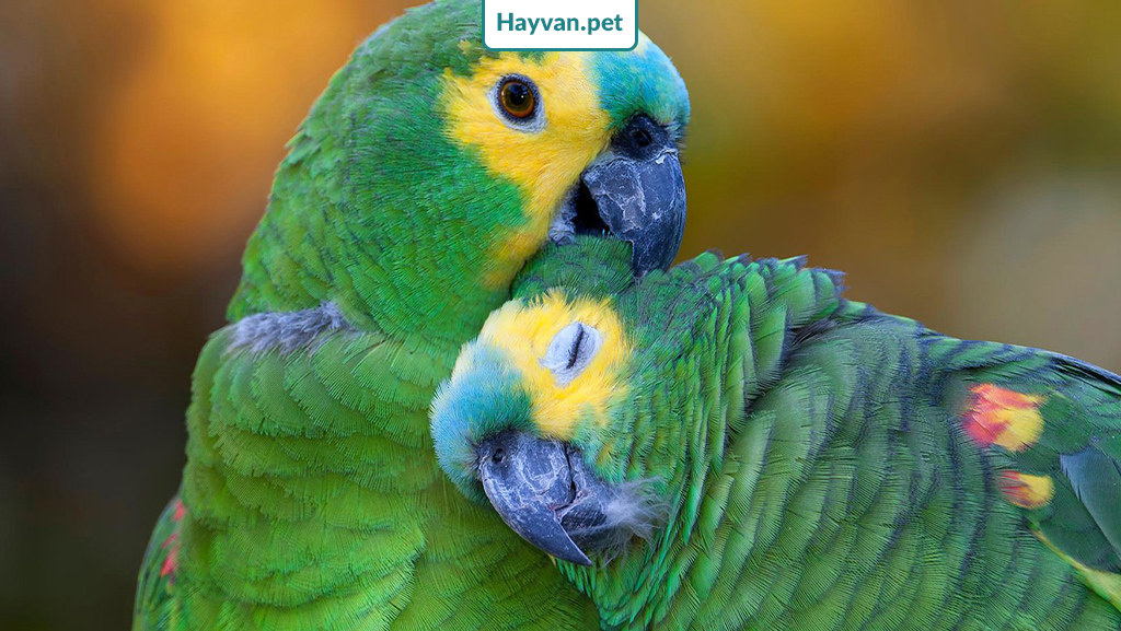 Mavi Alınlı Amazon papağanının cinsiyeti ayrımı 
