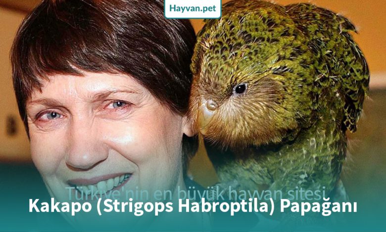 Kakapo (Strigops Habroptila) Papağanı Özellikleri!