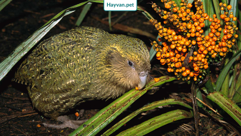 Doğal Ortamlara Kakapo Papağanı
