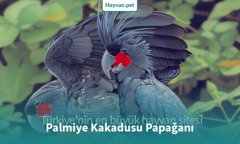Palmiye Kakadusu Cinsleri ve Özellikleri