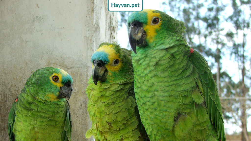 Mavi Alınlı Amazon papağanın üremesi