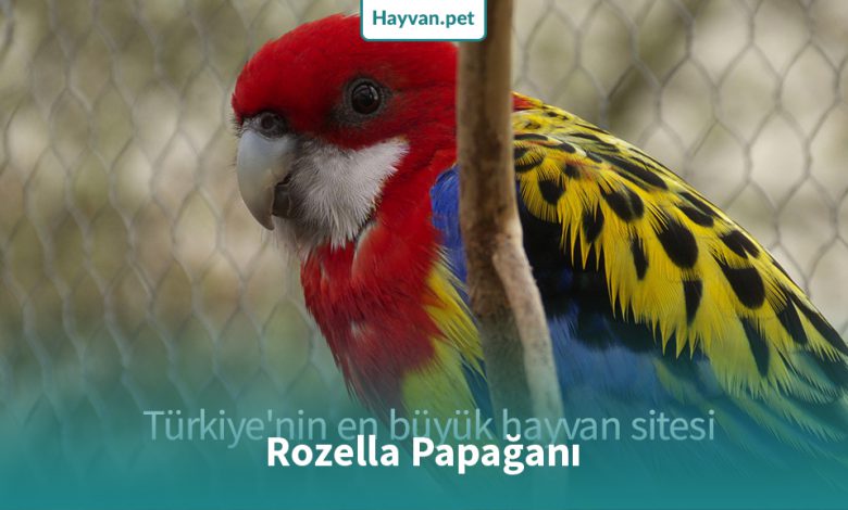 Rozella Papağanı Nedır?