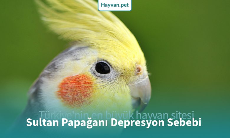 Sultan Papağanı Depresyon Sebebi