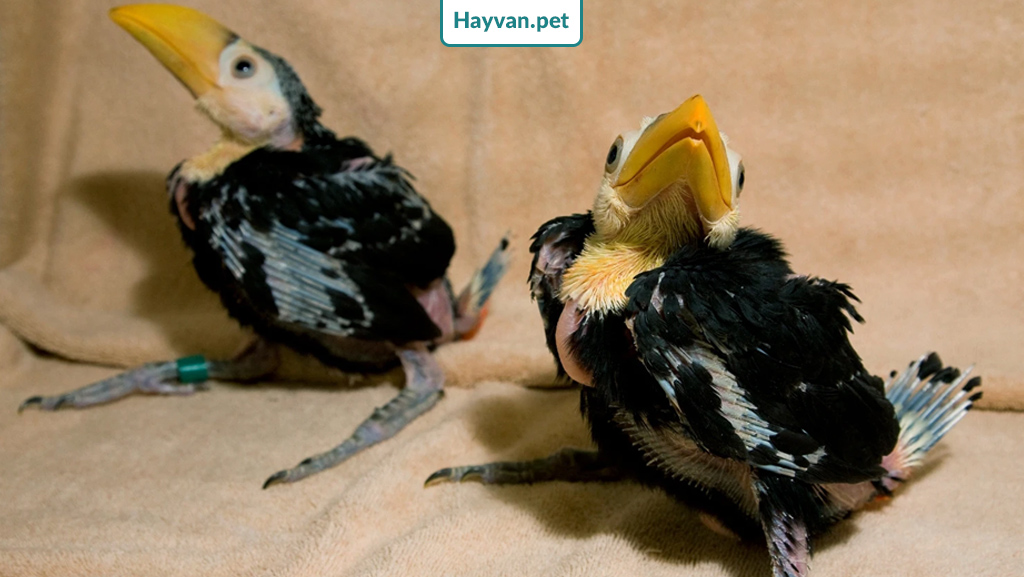 Toucan bebek papağanı
