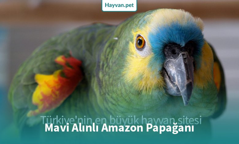 Mavi Alınlı Amazon Papağanı