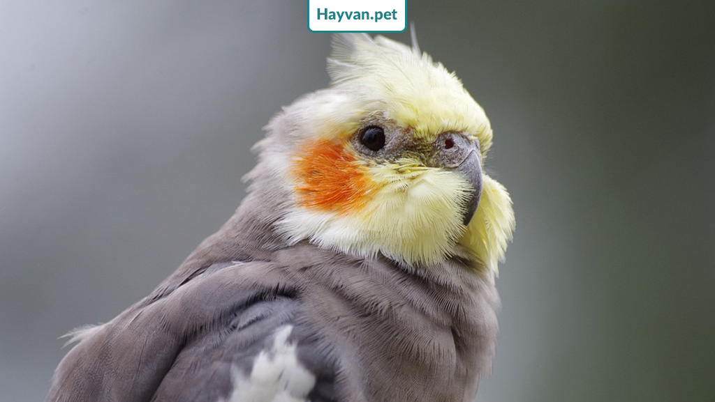 sultan papağanı depresyon ciftlesme mevsimi