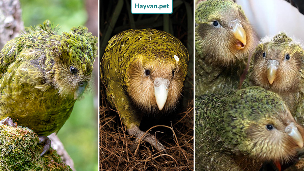 Kakapo Papağan Koruma