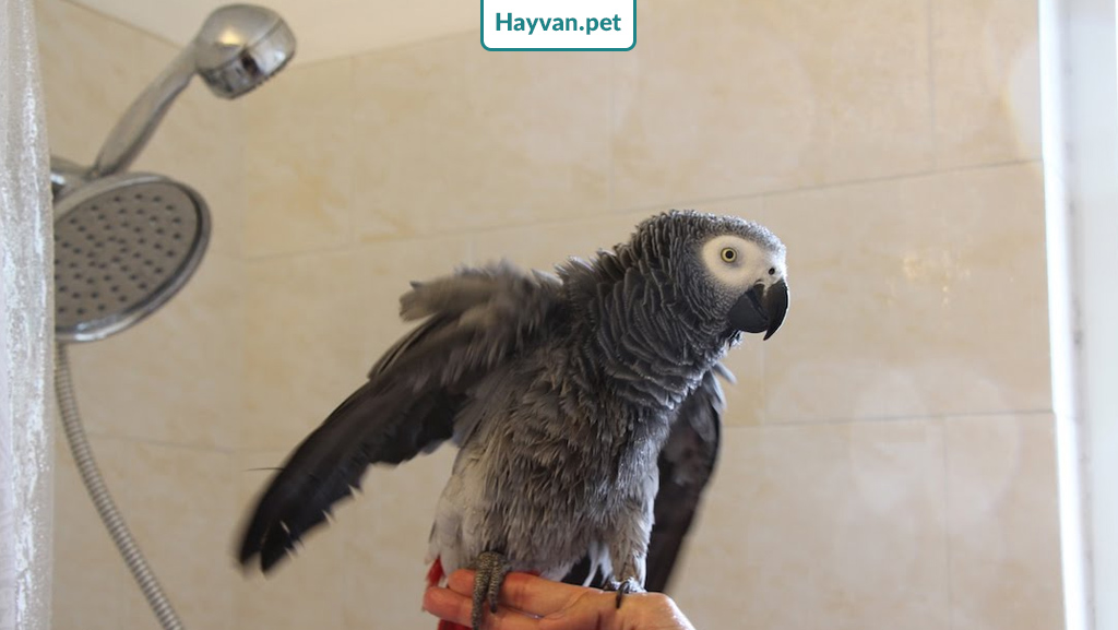 gri papağan banyosu