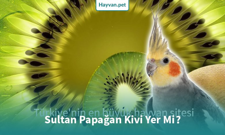 Sultan Papağan Kivi Yer Mi?