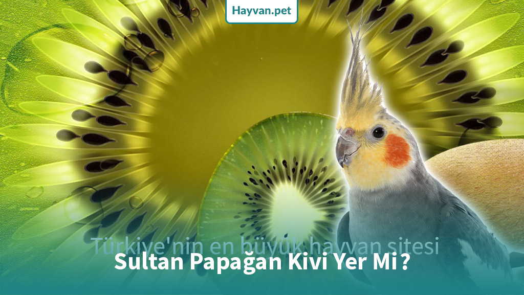 Sultan Papağan Kivi Yer Mi?