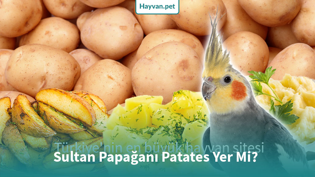 Sultan Papağanı Patates Yer Mi?