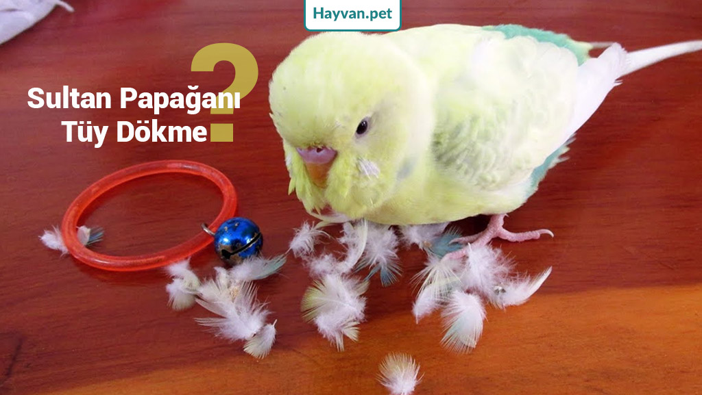 Sultan papağanı tüy dökme tedavi 