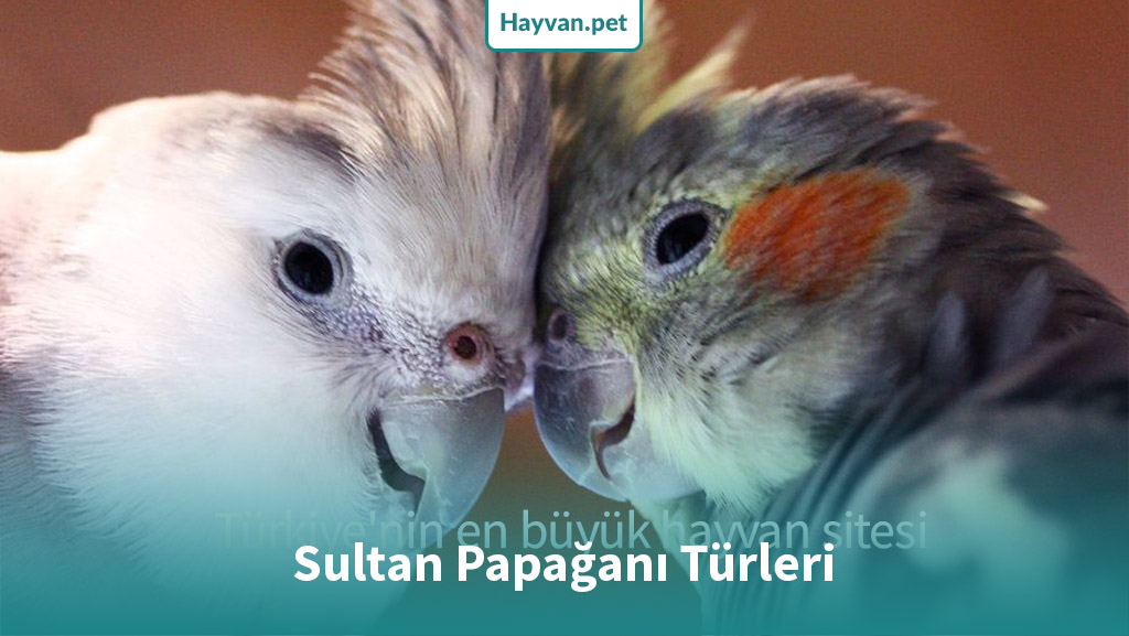 11 Sultan Papağanı Türleri, Cinsleri ve Renklerı Nedır?