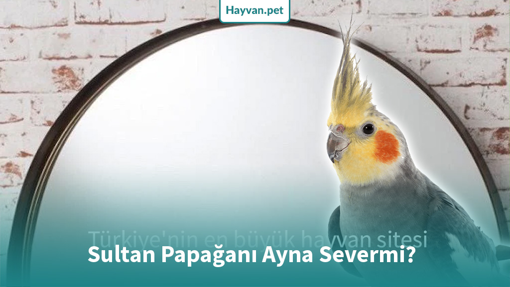 Sultan Papağanı Ayna Severmi?