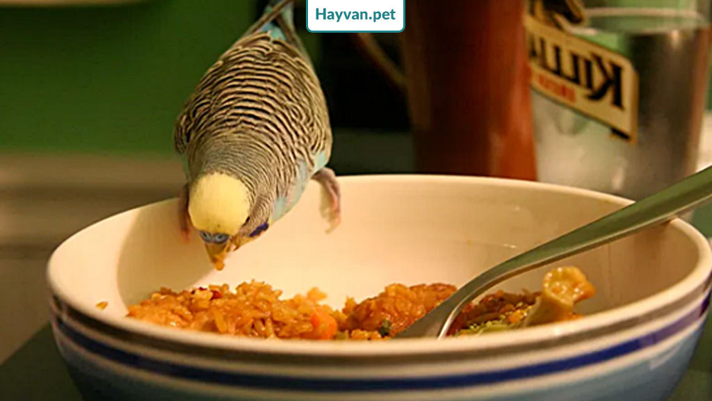 Muhabbet kuşları pirinç patlağı yiyebilir mi?