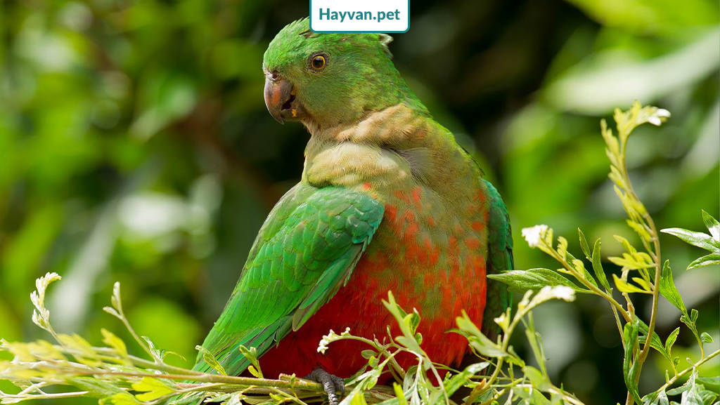 Avustralya kıng Papağanı