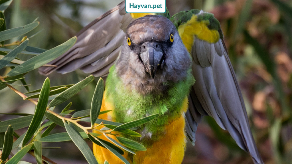 uçan Senegal papağanı