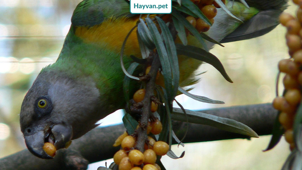 Senegal Papağanı Bakımı 