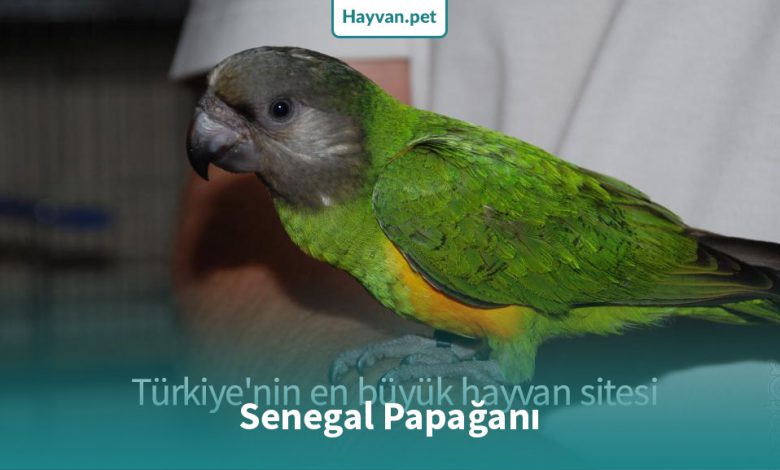 Senegal Papağanı nedır?