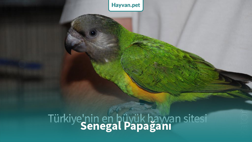 Senegal Papağanı nedır?