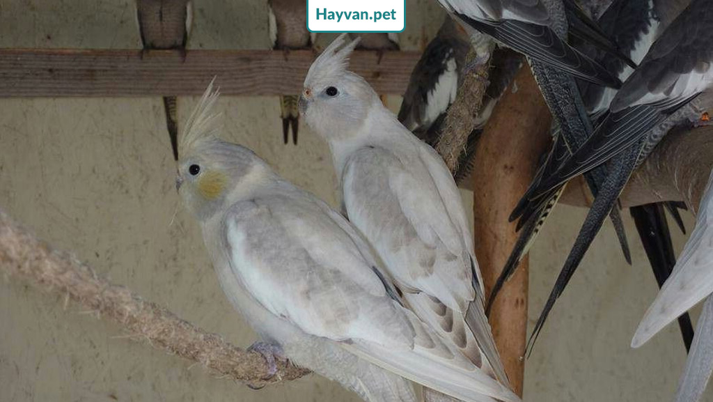 Gümüş ırk ile 2 sultan papağanı 
