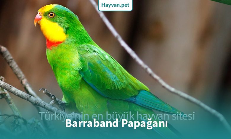 Barraband Papağanı Nedır?