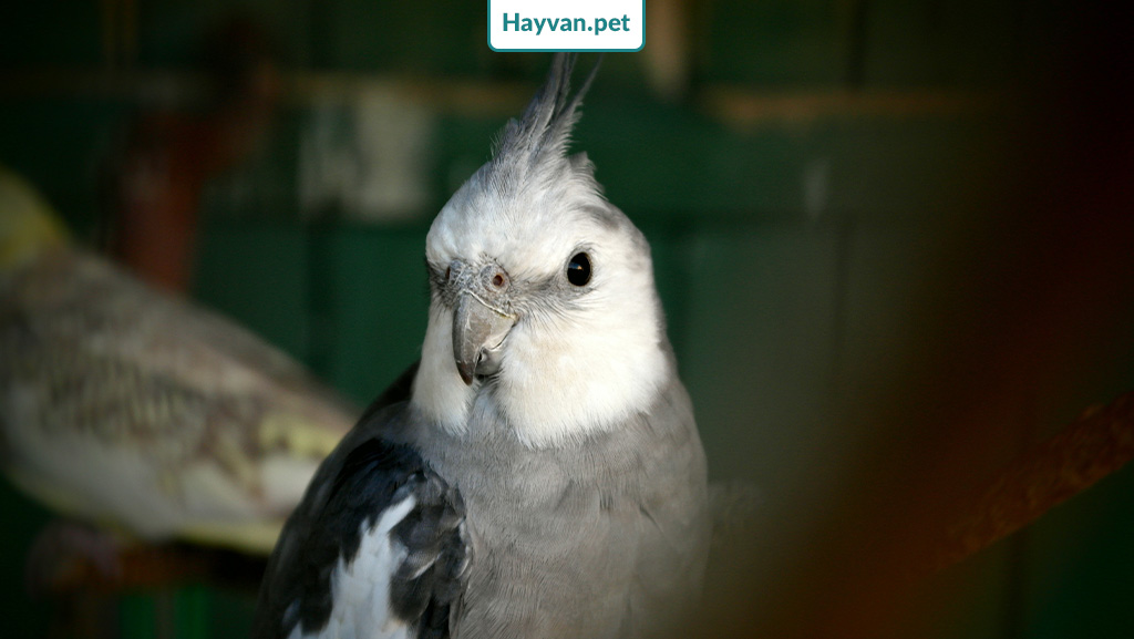 Gri tüylü beyaz yüz sultan papağanı