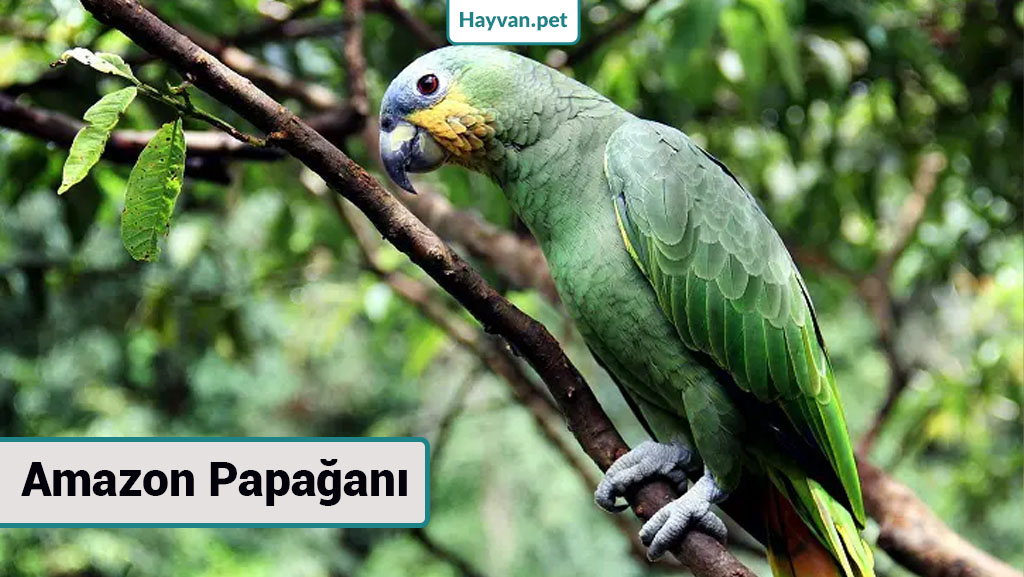 Amazon Papağanı nedır? papağan türleri resimli