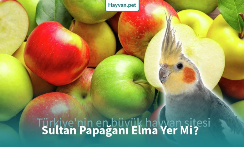 Sultan Papağanı Elma Yer mi?