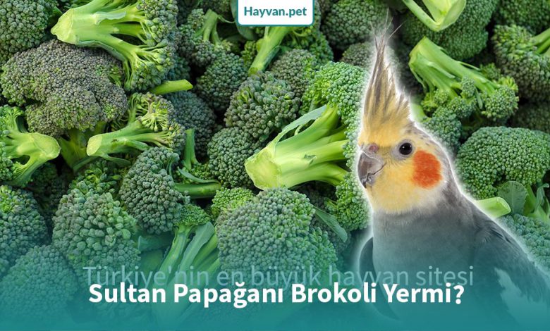 Sultan Papağanı Brokoli Yermi? sultan papağanı brokoli nasıl verilir