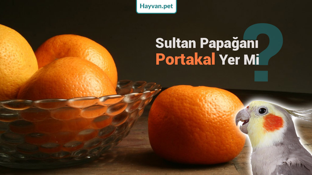 Portakal Sultan Papağanı İçin En İyi Meyvelerden