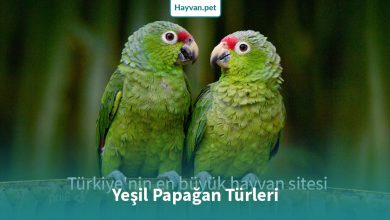 Yeşil Papağan Türleri ve Çeşitleri (Yeşil Papağanlar)
