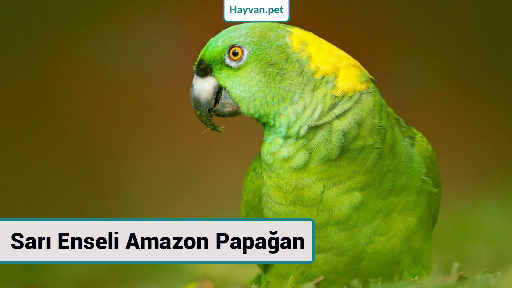 Sarı Enseli Amazon Papağan nedır?