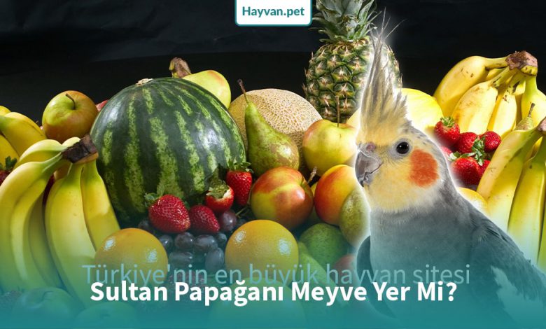 Sultan Papağanı Meyve Yer Mi?