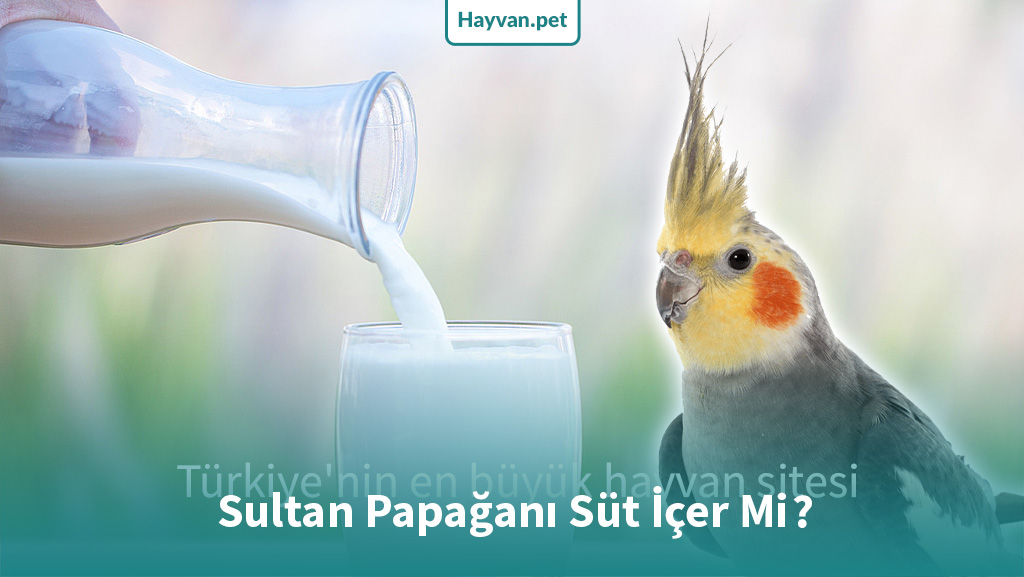 Sultan Papağanı Süt İçer Mi?