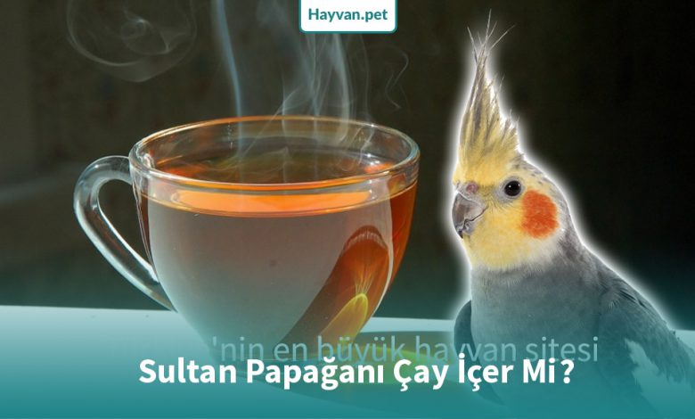 Sultan Papağanı Çay İçer Mi?