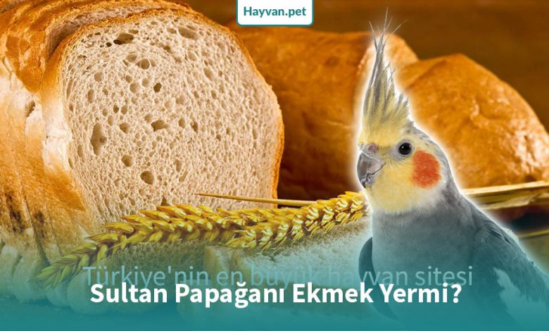 Sultan Papağanı Ekmek Yermi?