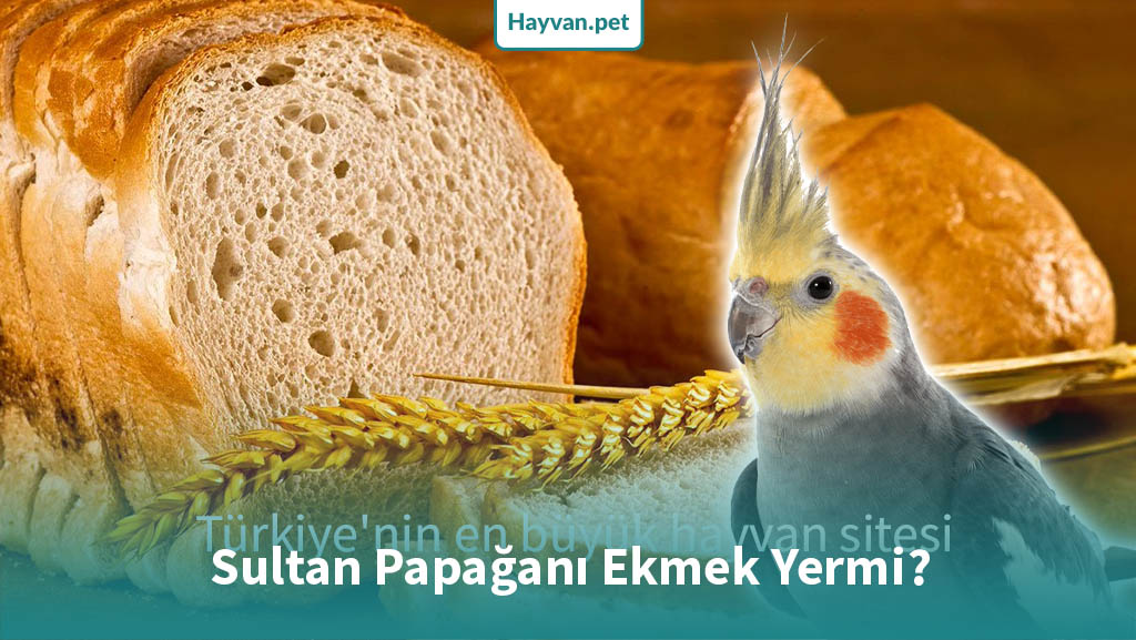 Sultan Papağanı Ekmek Yermi?
